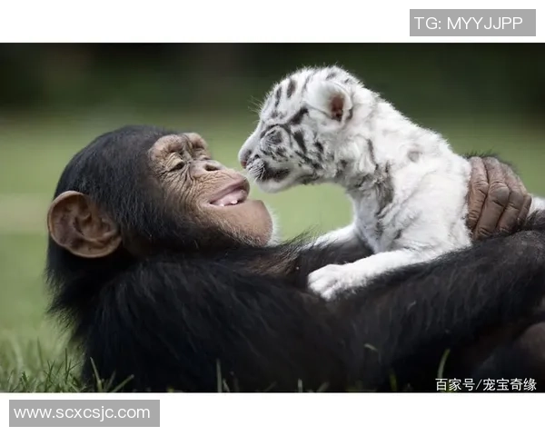 足球场上的动物奇缘：球星们与动物的神奇联动与默契瞬间